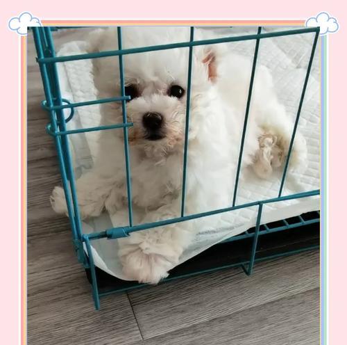狗狗细小康复后多久可以转为主食狗粮？（了解狗狗细小康复后逐渐过渡至主食狗粮的最佳时机）