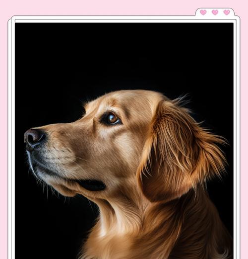 小金毛的8个冷知识，让你对这个可爱的犬种有全新认识！（揭秘小金毛的冷门秘密，带你走进金毛世界）
