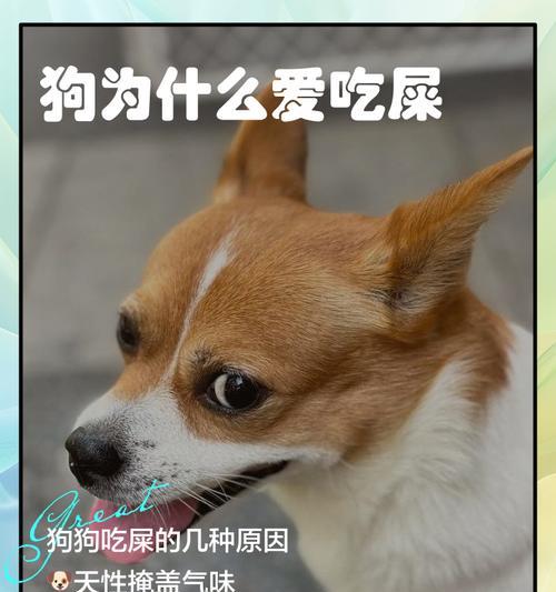 狗狗为何总是转圈后才拉粑粑（揭秘狗狗转圈的真正目的——促进排便）
